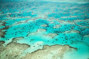 Coral_reef_Mast_Head_Island_Australia_cWWF-Canon_James-Morgan_300.jpg